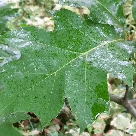 Sticky honeydew on leaves