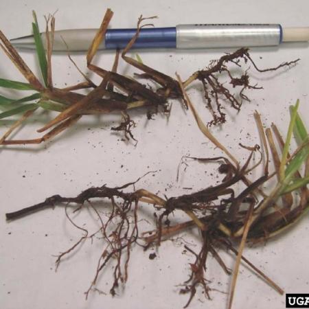 Take-all patch symptoms on grass stems and leaves