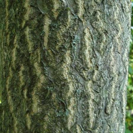Textured bark of mature tree-of-heaven tree