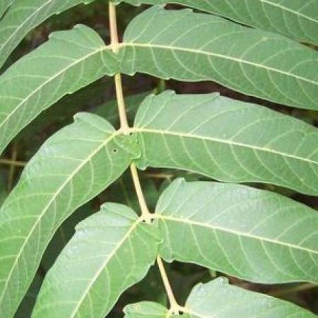 Large tree-of-heaven leaf with leaflets