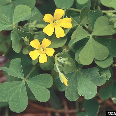 Common yellow woodsorrel stems, leaves, flowers, and fruit