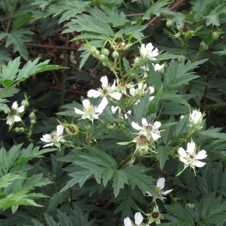 Himalayan Blackberry | solvepest