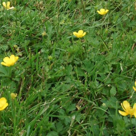 Creeping buttercup growing in lawn