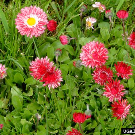 Pink lawn daisy flowers