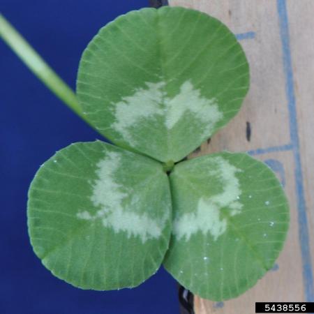 White clover leaf