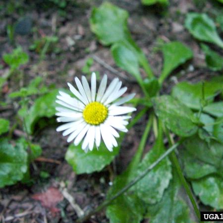 English daisy flower