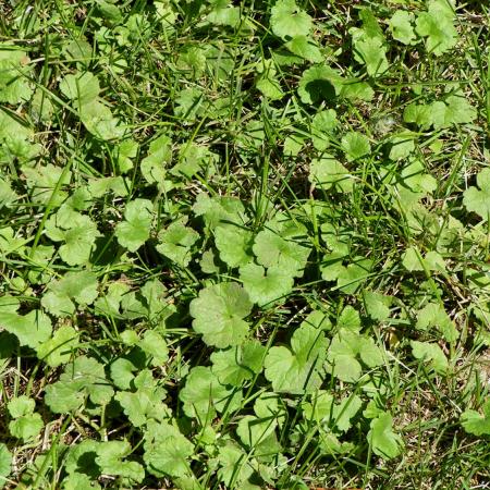 Broadleaf Weeds in Lawns | solvepest