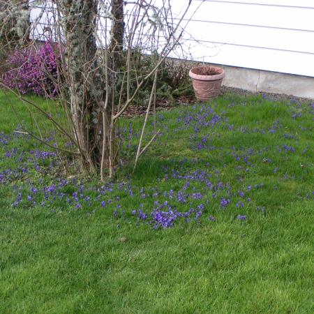 Violets growing in lawn