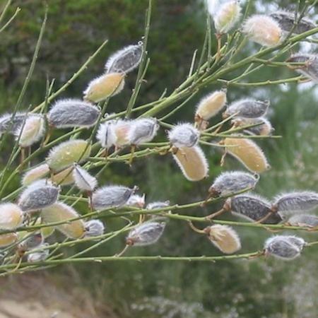 Portuguese broom stems and seed pods