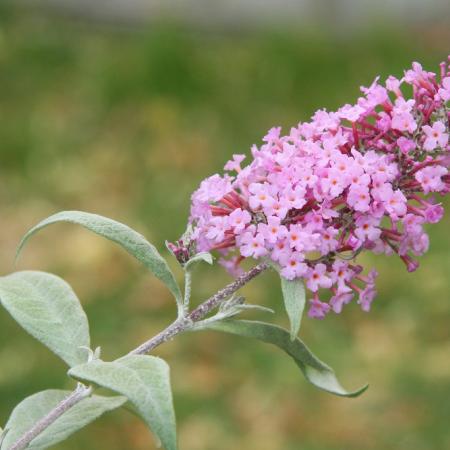 Butterfly bush leaves and flower spike