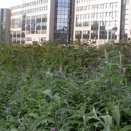 Butterfly bush infestation in a neglected urban area