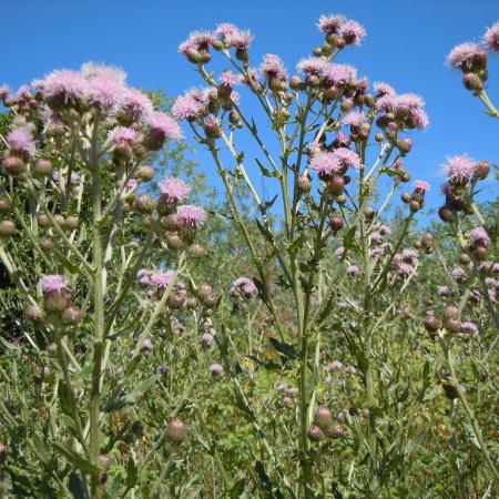 Canada thistle stems and flowers 