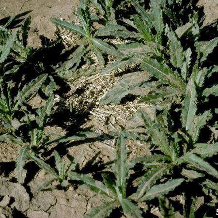 Canada thistle shoots emerging from mature roots in spring