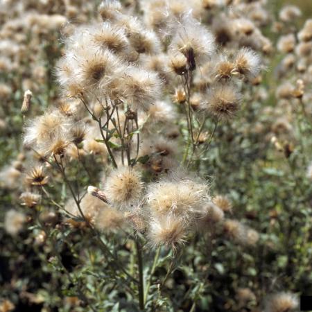 Canada thistle seeds 