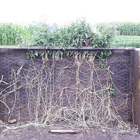 Canada thistle growing in a box above ground in order to show its robust root system
