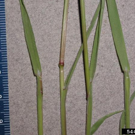 Cheatgrass stems and leaves