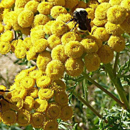 Common tansy flowers with foraging bumble bees