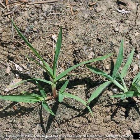 Comparison of smooth crabgrass (left) and large crabgrass (right) seedlings growing together