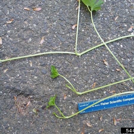 Example of creeping buttercup stems that take root