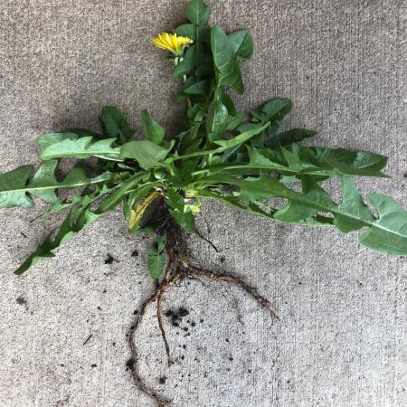 Dandelion plant with root removed from ground