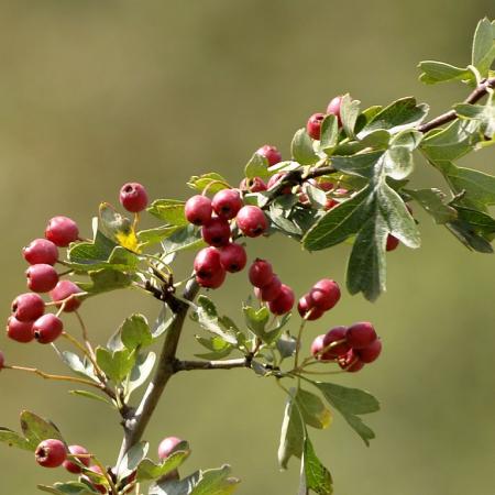 Common hawthorn leaves and berries