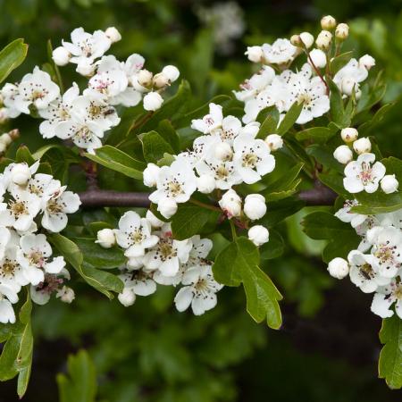 Common Hawthorn | solvepest