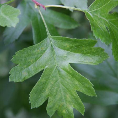 Common hawthorn leaf