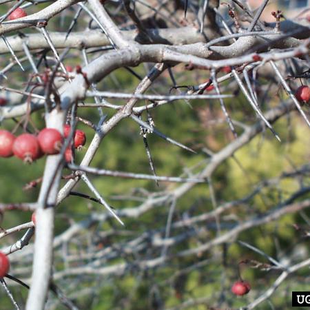 Common hawthorn stems with thorns and berries