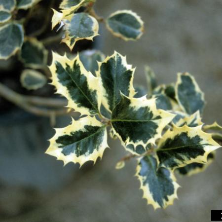 Holly cultivar with variegated leaves