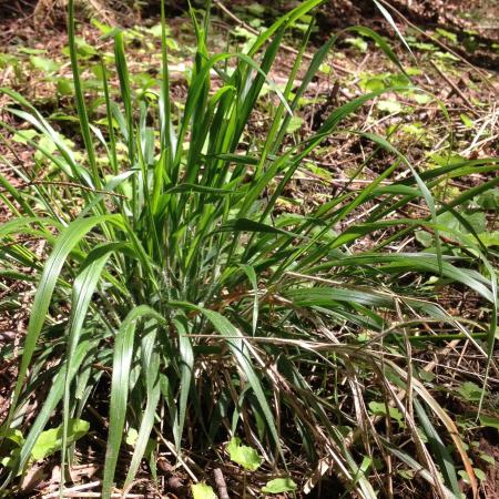 False Brome | solvepest