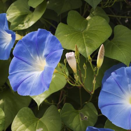 Morning glory vine with blue flowers