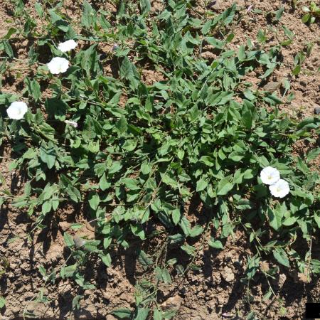 Field bindweed patch