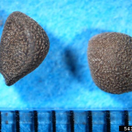 Field bindweed seeds compared to ruler (millimeter scale)