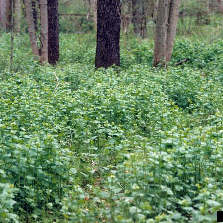 Garlic mustard growing in a forest 