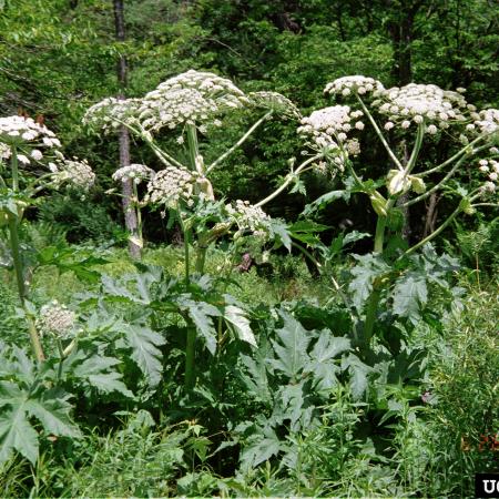 Giant hogweed with three large flower stalks