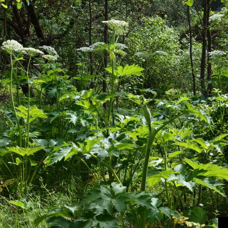 Cow parsnip plant with white flowers