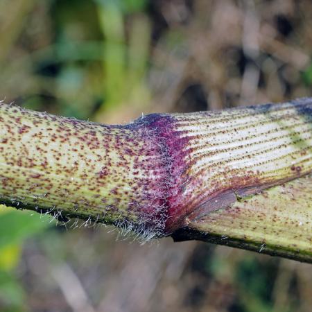 Hollow stem is covered with dark purple blotches, bumps, and hairs