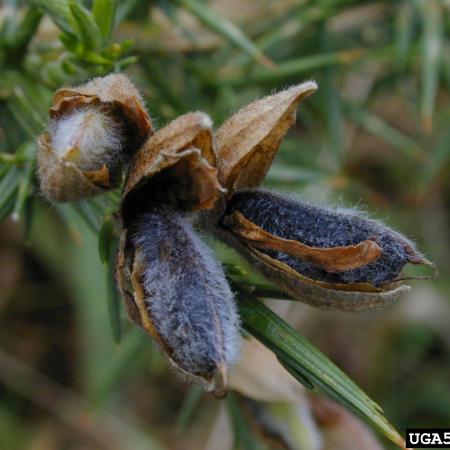 Gorse seed pods