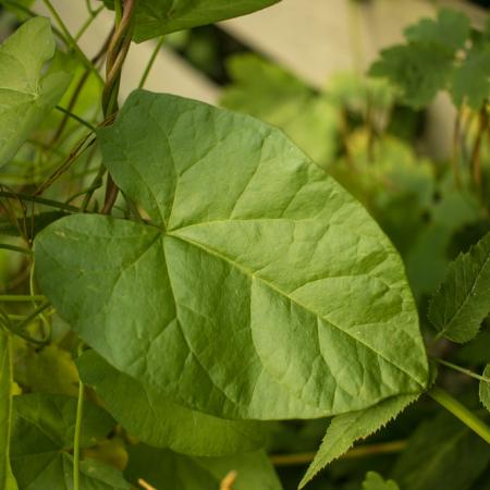 Hedge bindweed leaves and stems (vines)