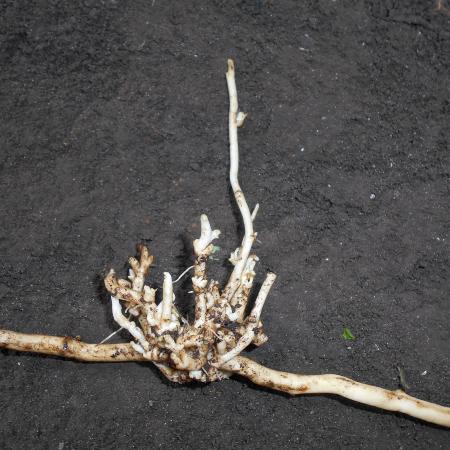 Hedge bindweed rhizome and root system