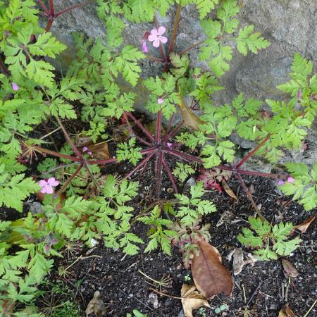 Finely divided leaves, hairy stems, pink flowers