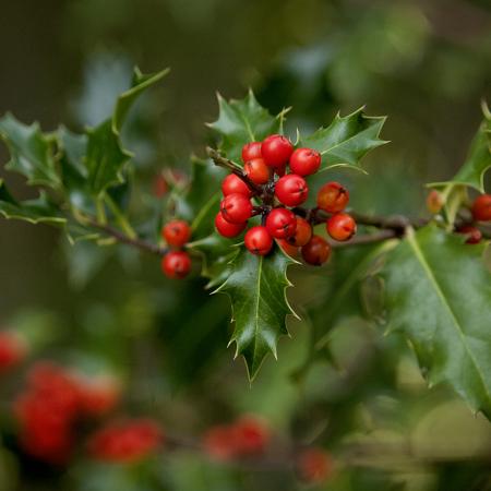 English holly leaves and red berries