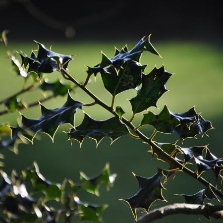 English holly leaves with spines