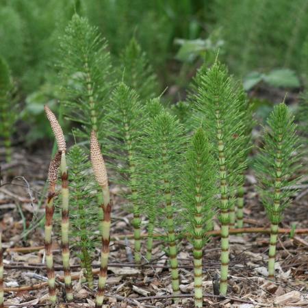 Fertile and sterile stems of giant horsetail