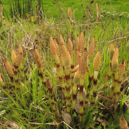 Fertile stems of field horsetail