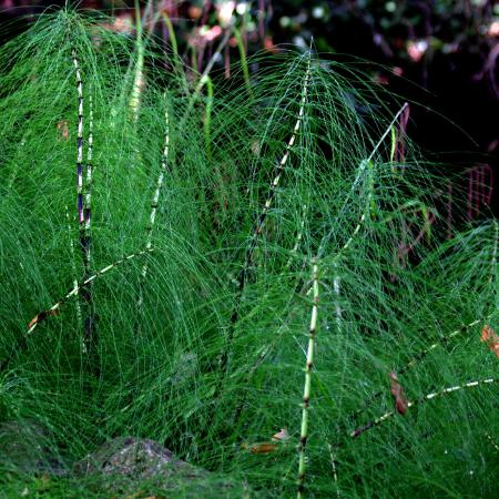 Sterile stems of field horsetail