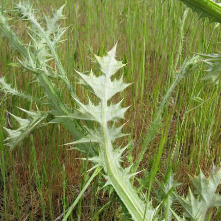 Italian thistle leaves and stems 