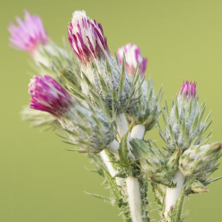 Italian thistle flower and spines