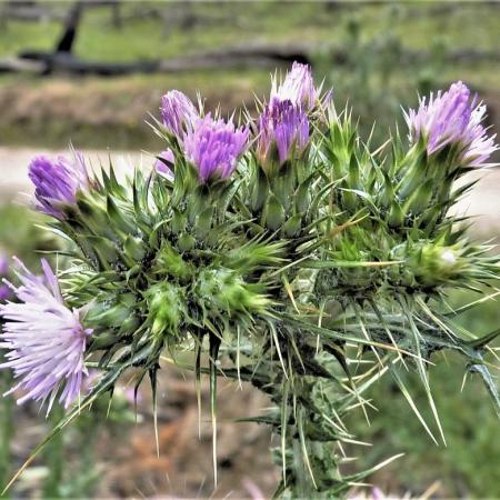 Slenderthistle flowers