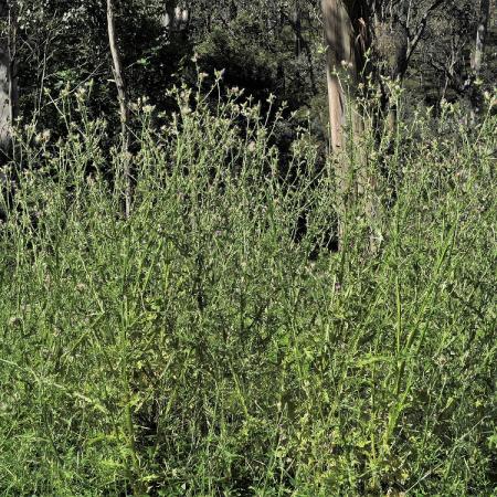 Italian thistle plants